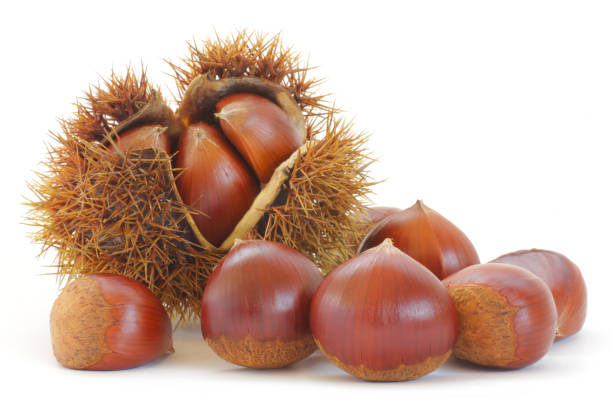 Chestnut