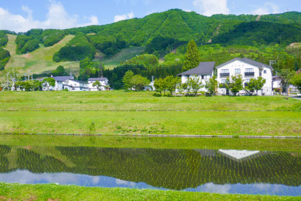 Japanese rice fields