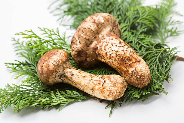 Matsutake mushroom