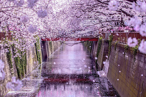 Spring in Japan